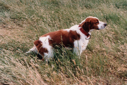 french brittany dog